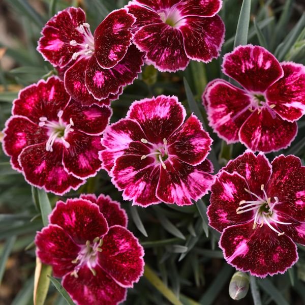 Dianthus Mountain Frost™ Ruby Glitter