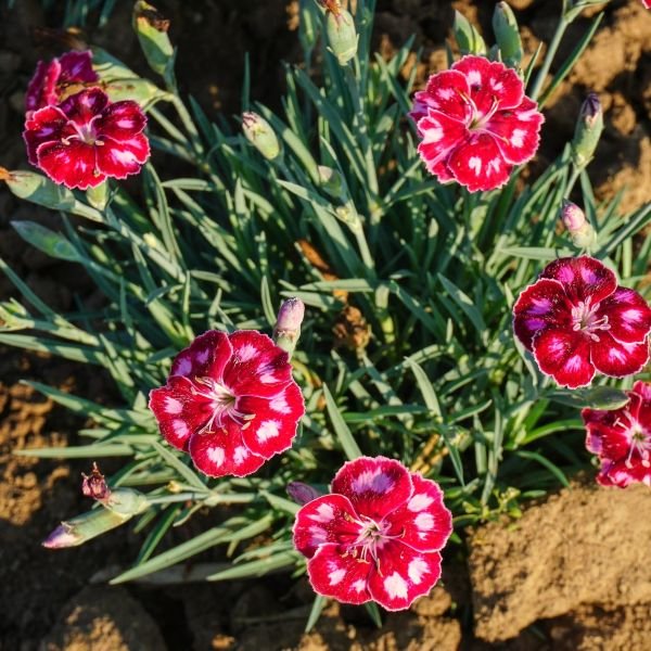 Dianthus Mountain Frost™ Ruby Glitter - Image 2