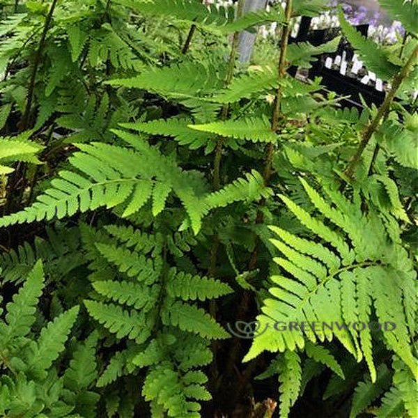 Dixie Wood Fern