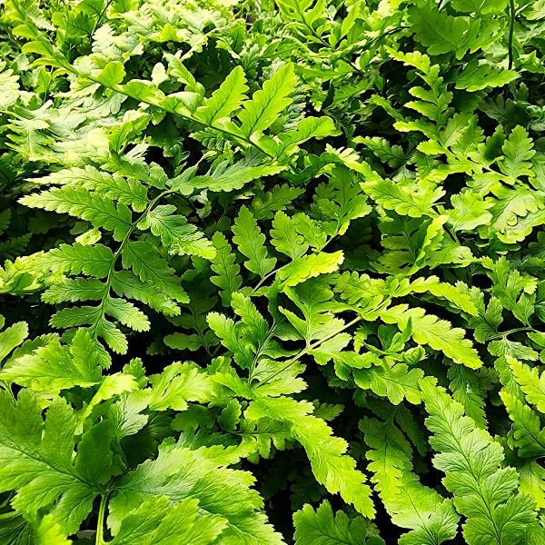 Dixie Wood Fern - Image 2