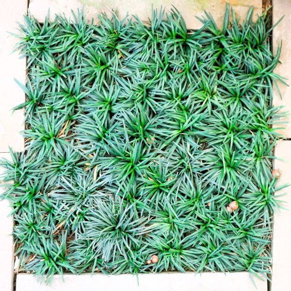 Dwarf Mondo Grass - Image 3