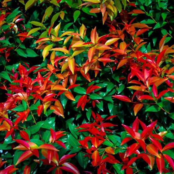 Nandina Dwarf Firepower - 1 Potted Plant 2.5 Inch Pot