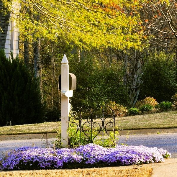 Emerald Blue Creeping Phlox - Image 3