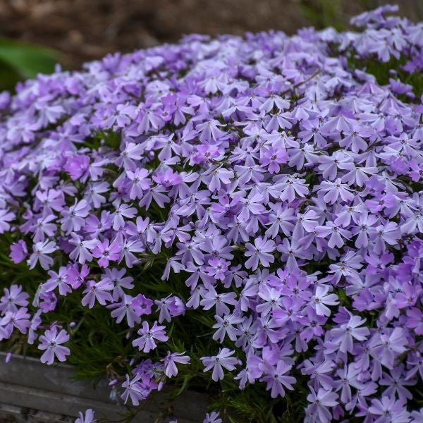 Emerald Blue Creeping Phlox - Image 4