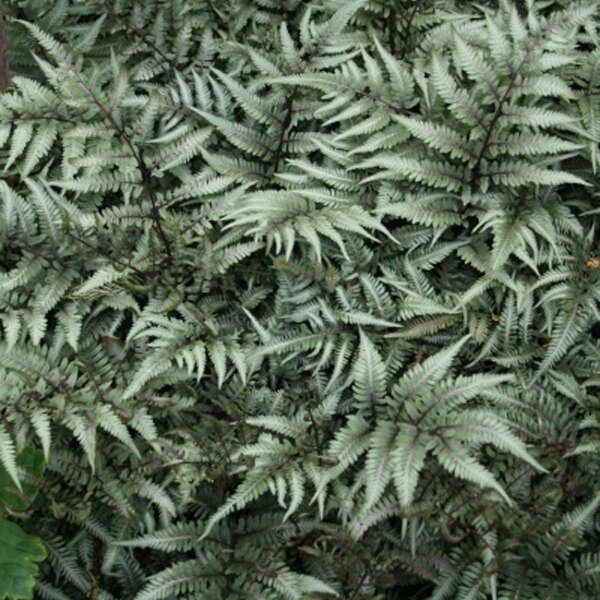 Godzilla Japanese Painted Fern