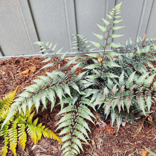 Godzilla Japanese Painted Fern - Image 3