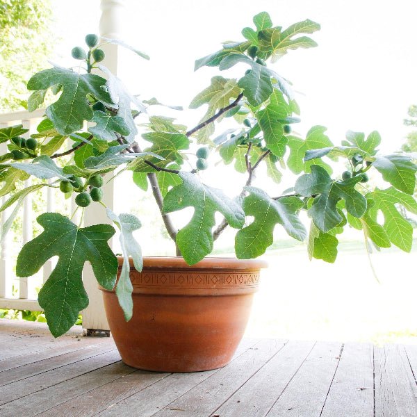 Fignomenal Fig Tree TC - Image 3