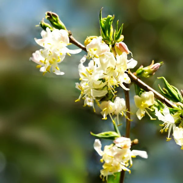 Winter Honeysuckle Lonicera fragrantissima - Image 3