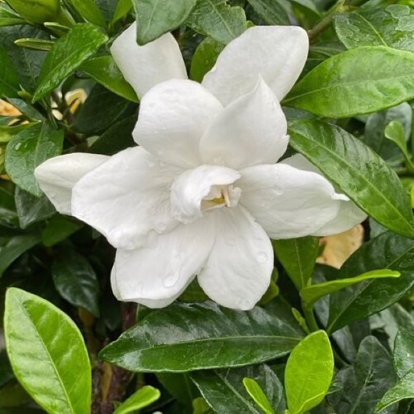Gardenia Pillow Talk - Image 3