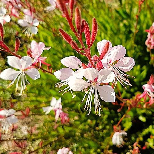 Gaura 'Siskiyou Pink'