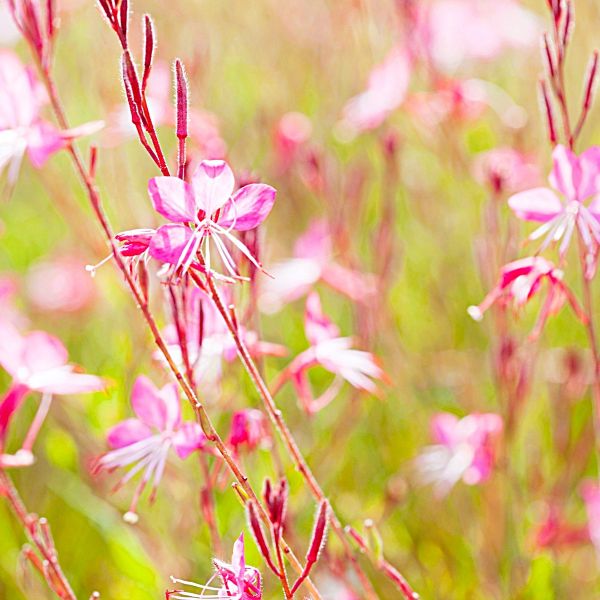 Gaura 'Siskiyou Pink' - Image 2