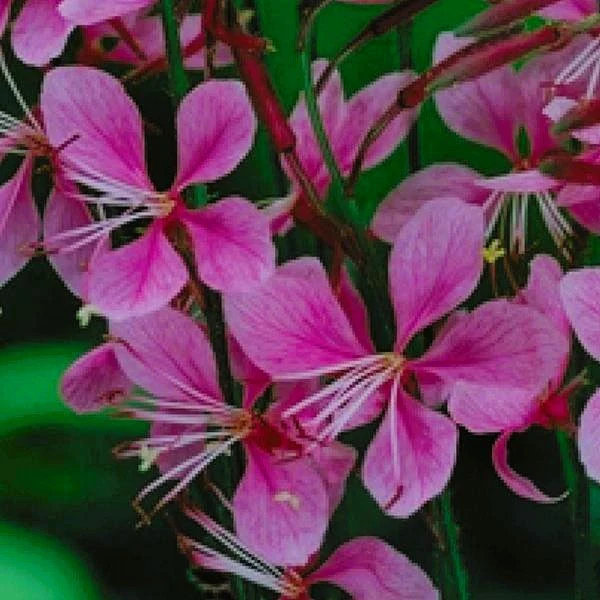 Gaura 'Siskiyou Pink' - Image 3