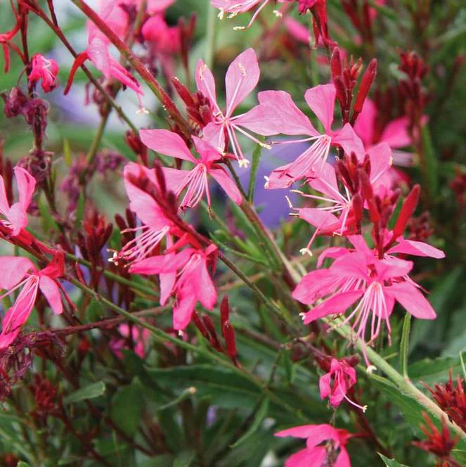 Gaura 'Siskiyou Pink' - Image 4