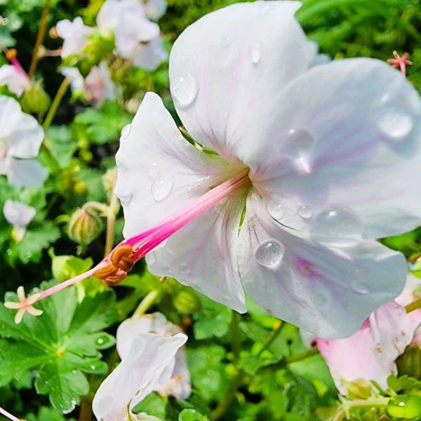 Geranium Biokovo Cranesbill