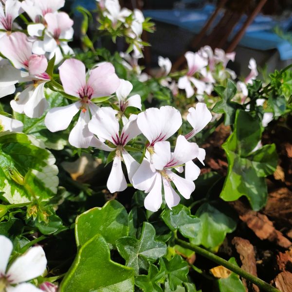 Geranium Biokovo Cranesbill - Image 2