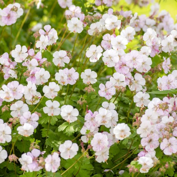 Geranium Biokovo Cranesbill - Image 3