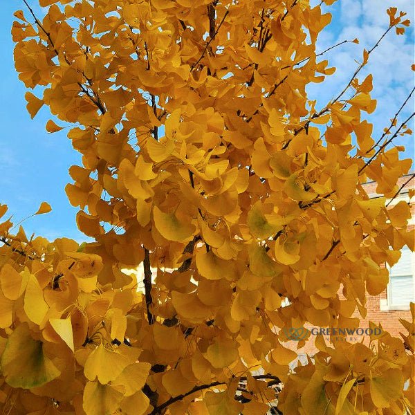 Ginkgo Biloba Tree - Image 3