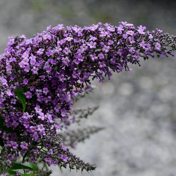 Grand Cascade Buddleia - Image 3