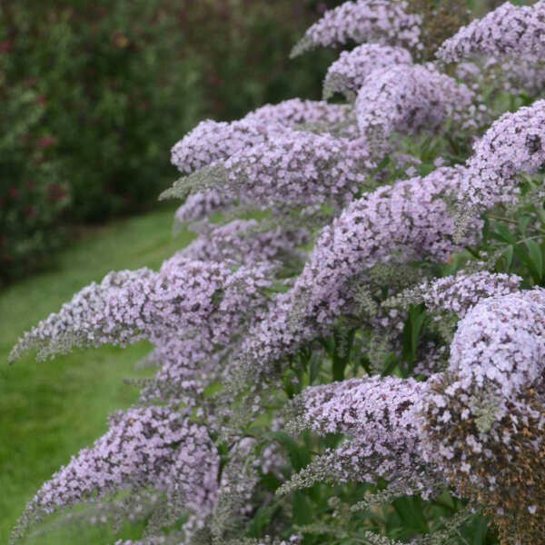 Grand Cascade Buddleia - Image 4
