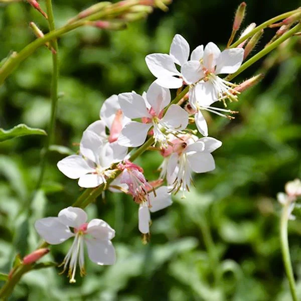 Gaura 'Whirling Butterflies' - Image 2