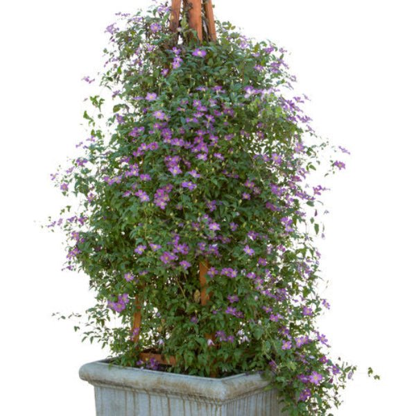 Happy Jack Clematis - Image 3