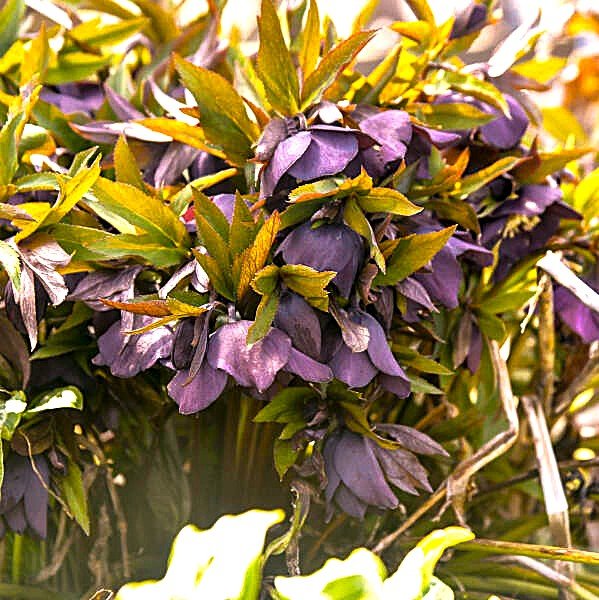 Helleborus New York Night - Image 2
