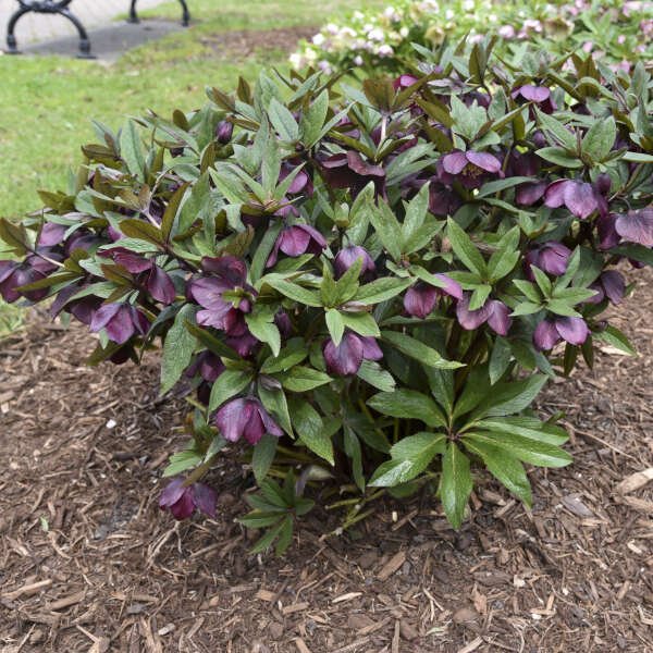 Helleborus Rome Red - Image 2