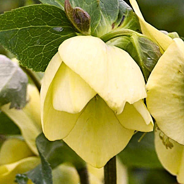 Helleborus Spanish Flare - Image 2