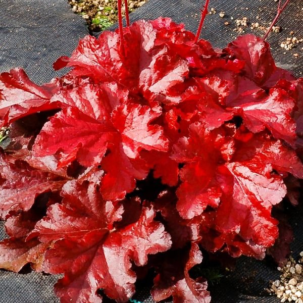 Heuchera Forever Red - Image 3