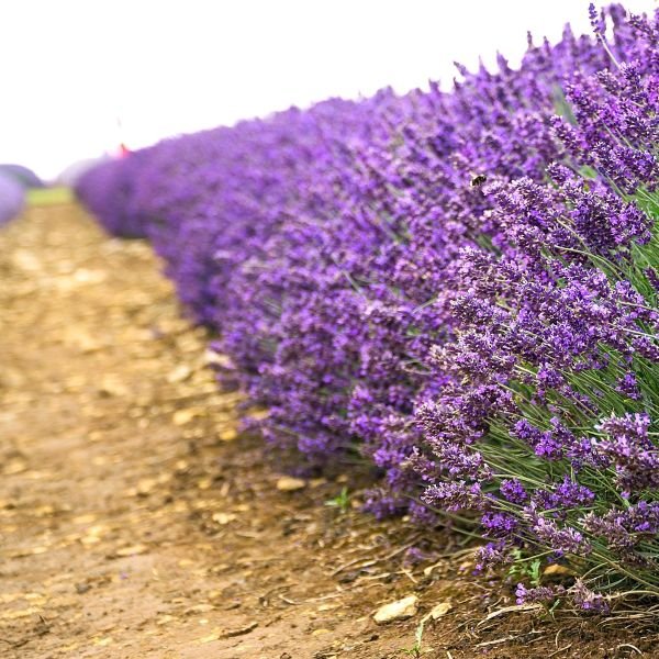 Hidcote Blue Lavender