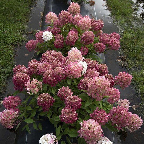 Hydrangea Firelight Tidbit®