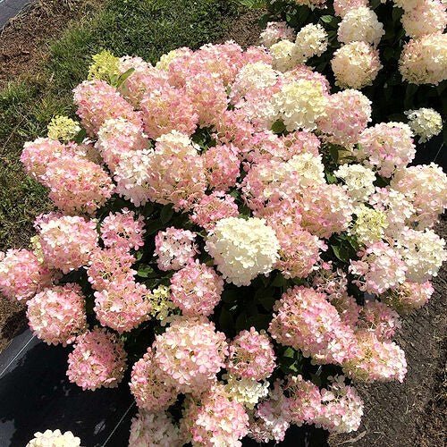 Hydrangea Firelight Tidbit® - Image 2