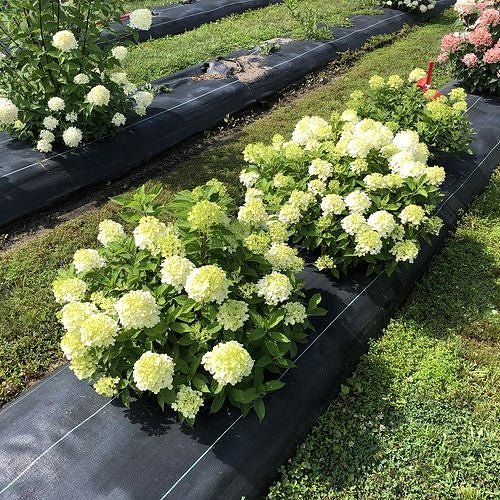 Hydrangea Firelight Tidbit® - Image 3
