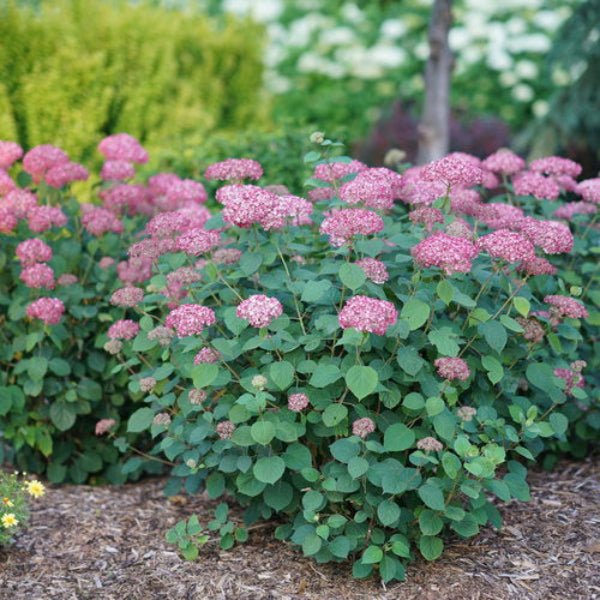 Hydrangea Invincibelle Ruby - Image 3