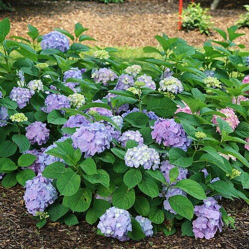Hydrangea Let’s Dance® Sky View