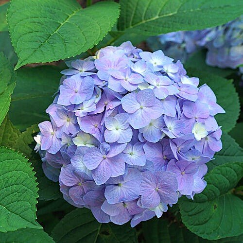 Hydrangea Let’s Dance® Sky View - Image 2