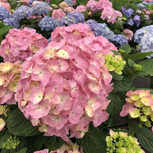Hydrangea Let’s Dance® Sky View - Image 3