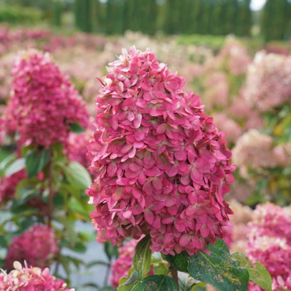 Hydrangea Limelight Prime