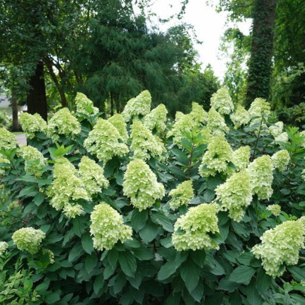 Hydrangea Limelight Prime - Image 2