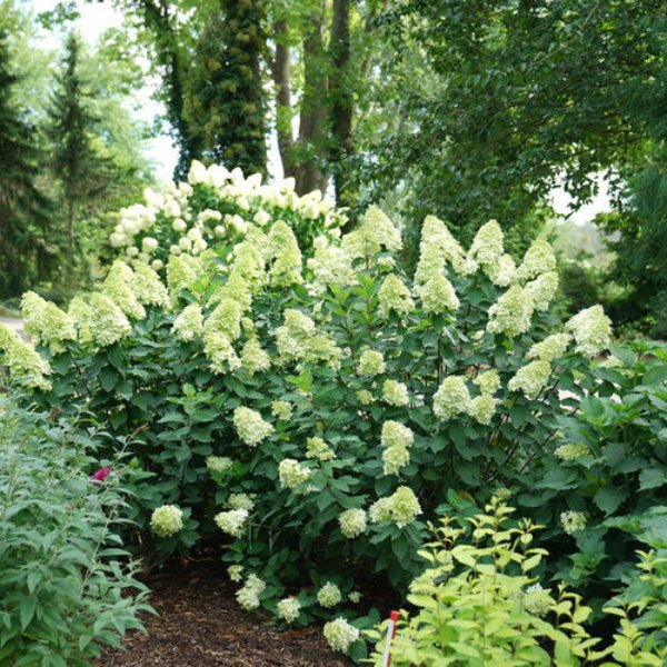 Hydrangea Limelight Prime - Image 3