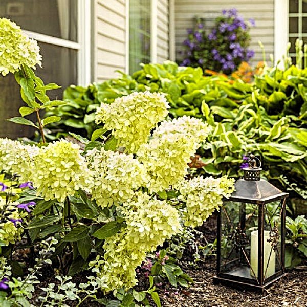 Hydrangea Little Lime Punch