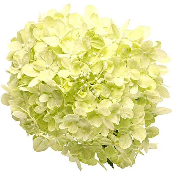 Hydrangea Little Lime Punch - Image 2