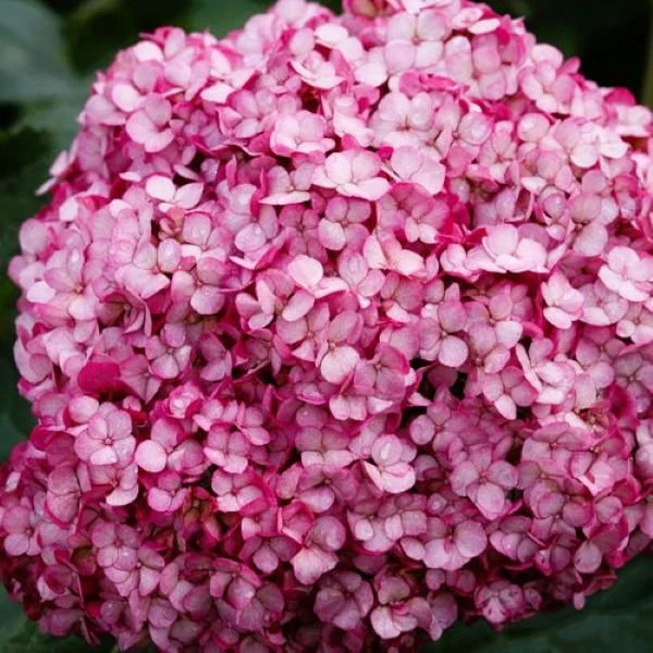 Mini Mauvette Hydrangea - Image 2