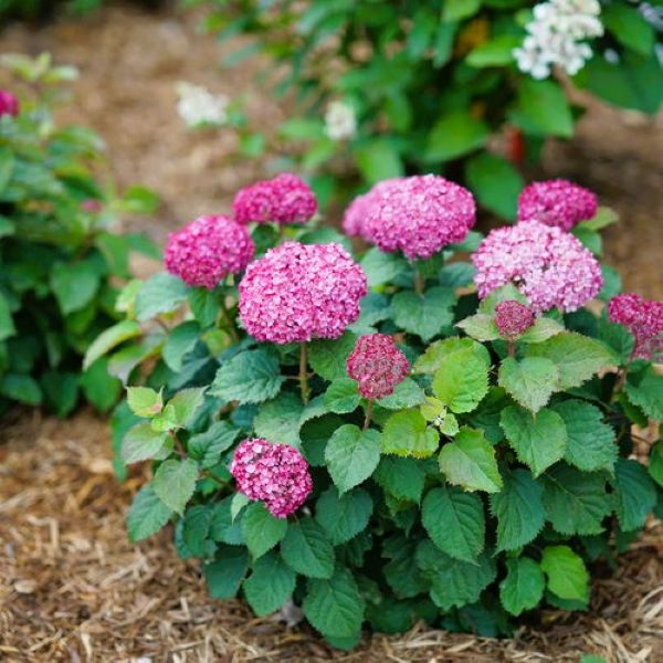 Mini Mauvette Hydrangea - Image 3