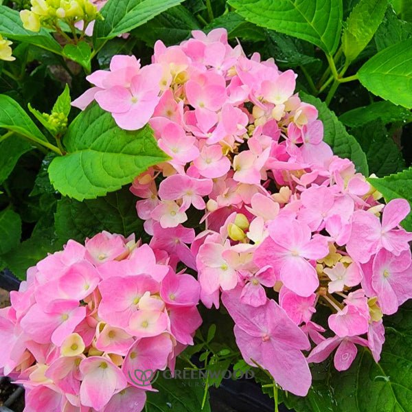 Hydrangea Penny Mac