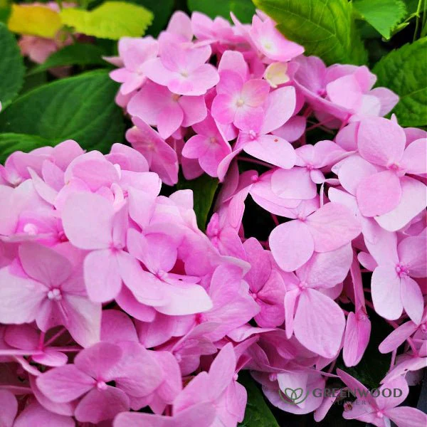 Hydrangea Penny Mac - Image 2
