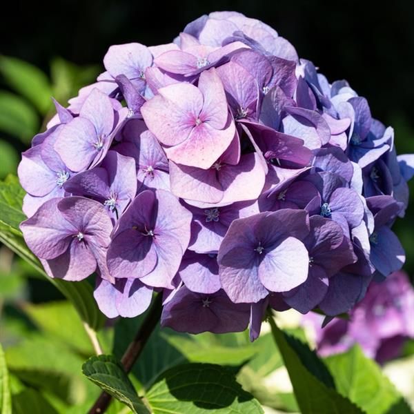 Hydrangea Penny Mac - Image 3