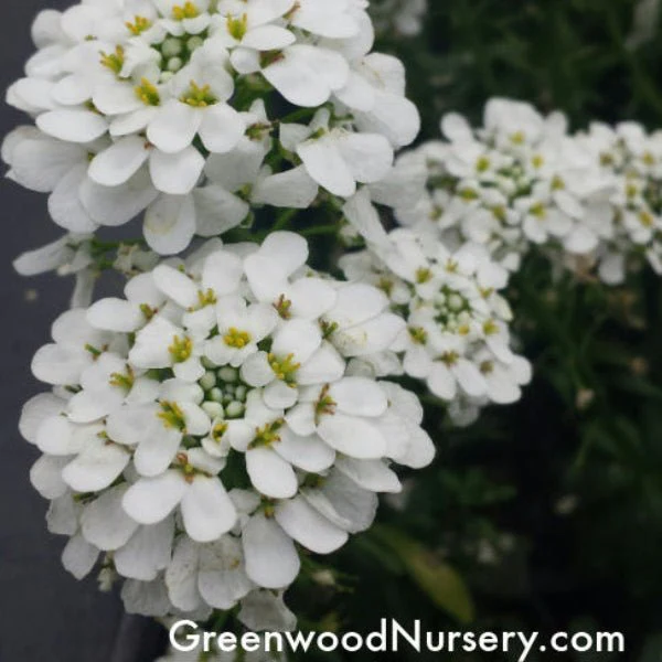 Iberis Alexander's White Candytuft - Image 3