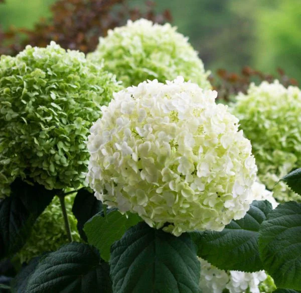 Incrediball Hydrangea Bushes
