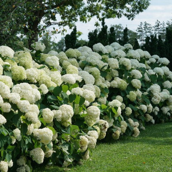 Incrediball Hydrangea Bushes - Image 2